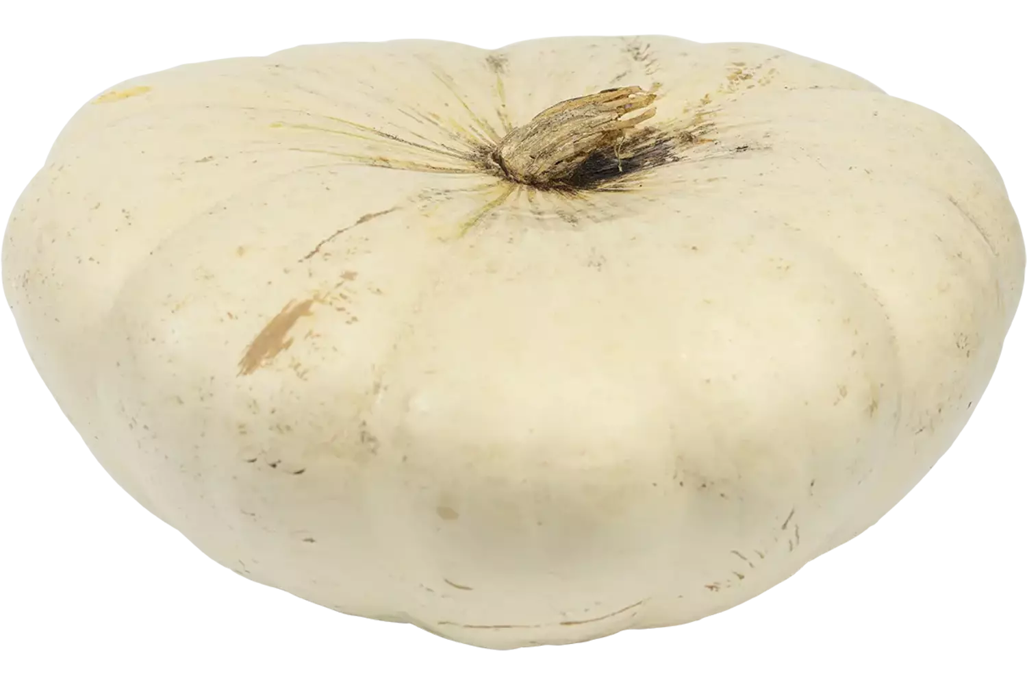 Pompoen Snow White (1,5 tot 2 kilo) kist 1 stuk